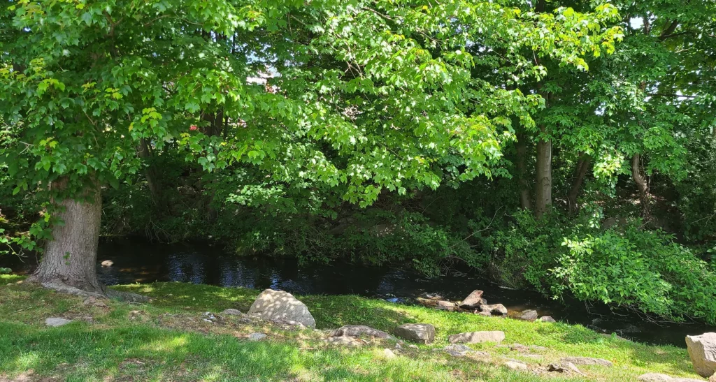 Trees